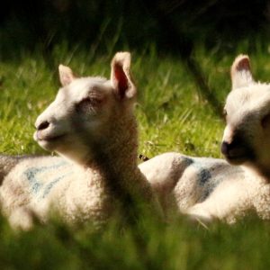A pair of lambs lying in Spring sunshine
